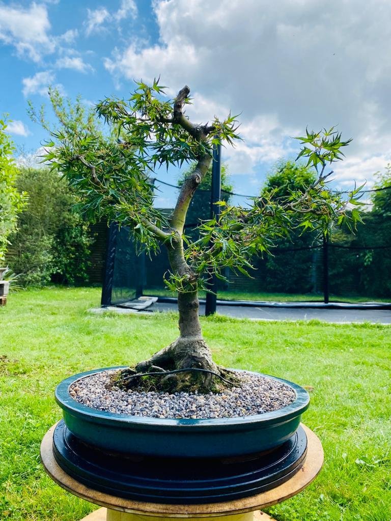 Way Of Life Bonsai Unknown Maple Species Bonsai Tree UK