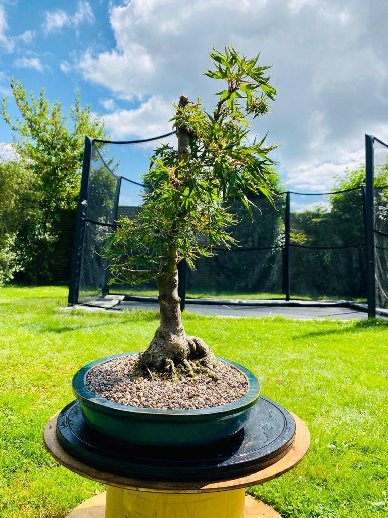 Way Of Life Bonsai Unknown Maple Species Bonsai Tree UK