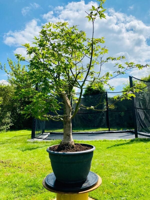 Way Of Life Bonsai Mountain Maple Bonsai Tree UK FREE