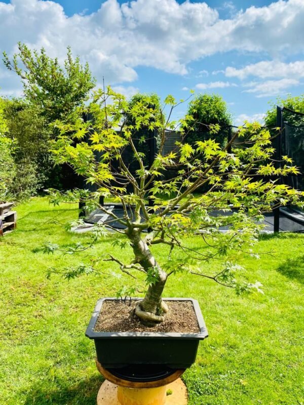 Way Of Life Bonsai Mountain Maple Bonsai Tree UK FREE