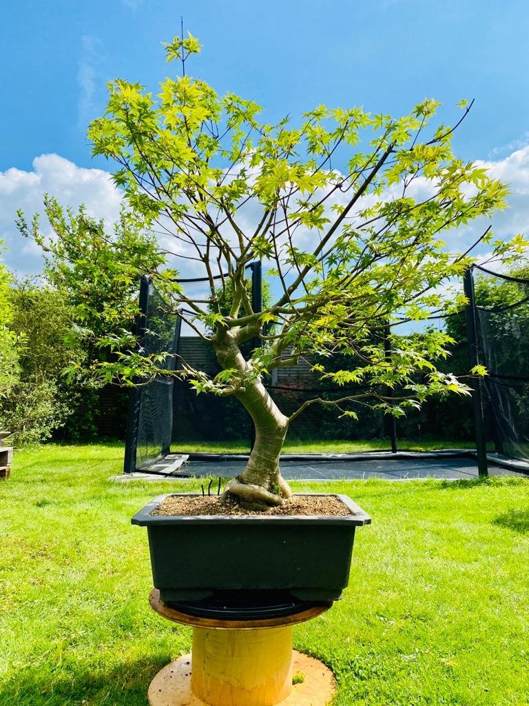 Way Of Life Bonsai Mountain Maple Bonsai Tree UK FREE