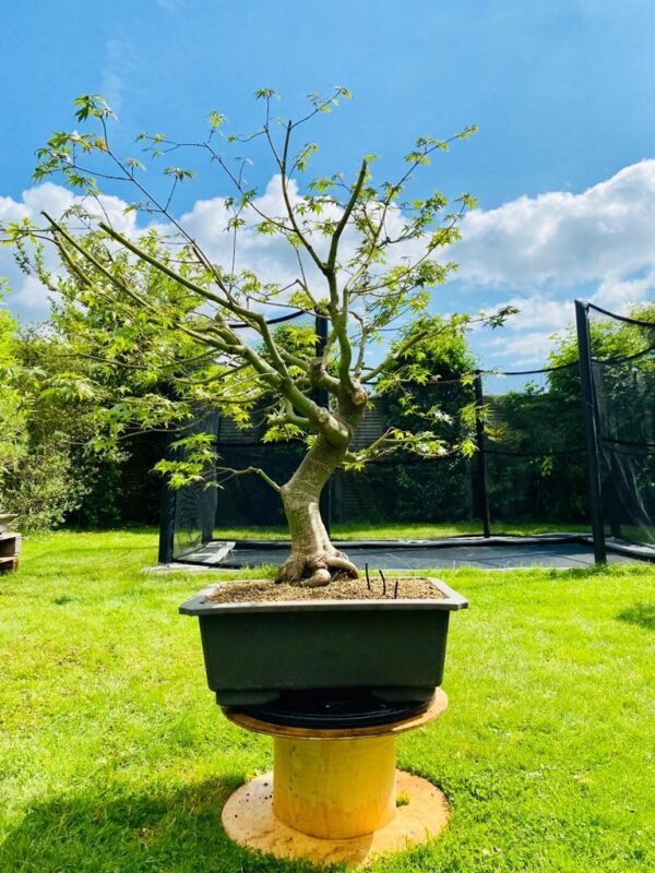 Way Of Life Bonsai Mountain Maple Bonsai Tree UK FREE