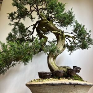 Way Of Life Bonsai Tree Wild Collected Juniper - FREE UK DELIVERY