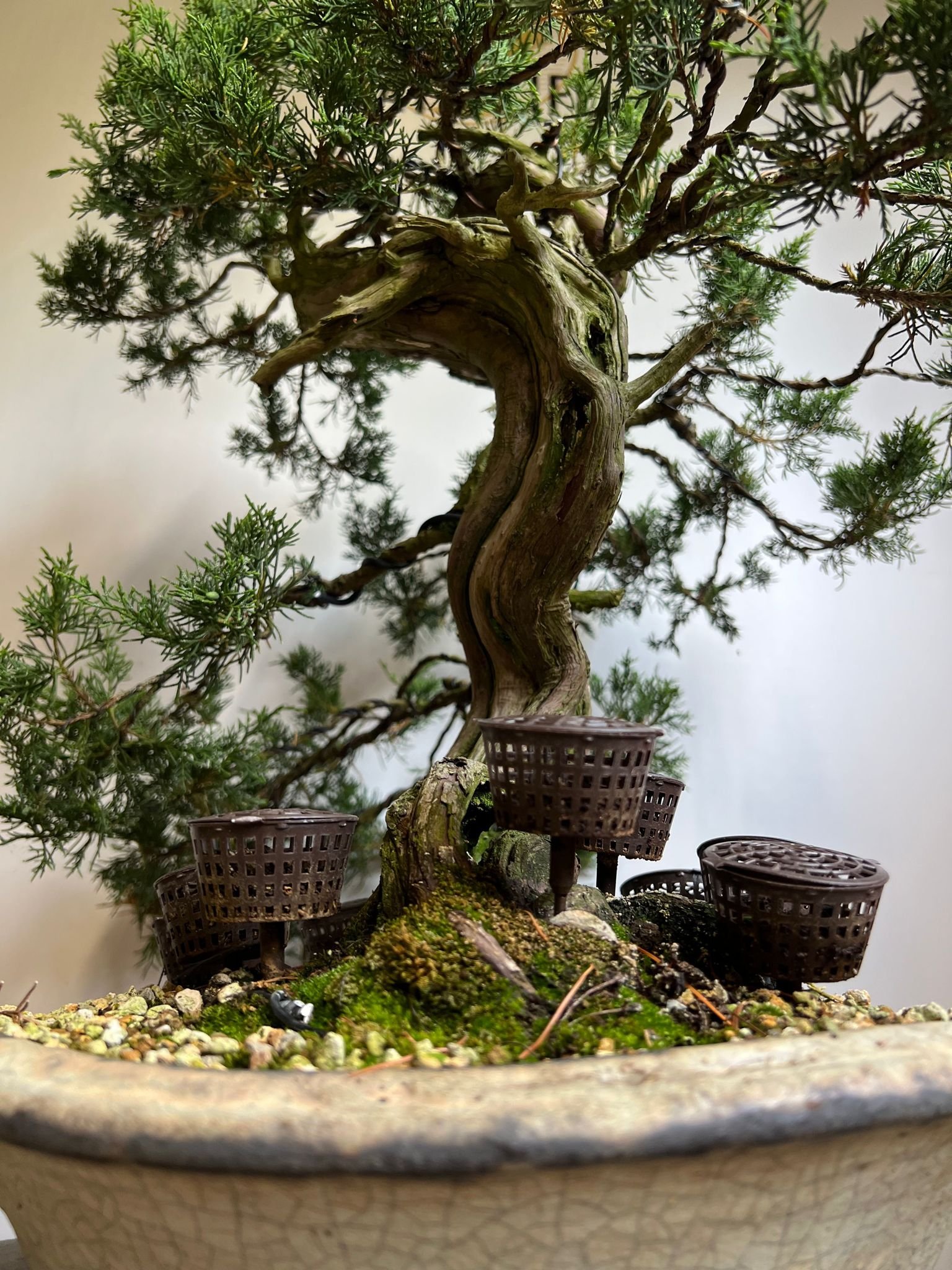 Bonsai Juniperus 70cm