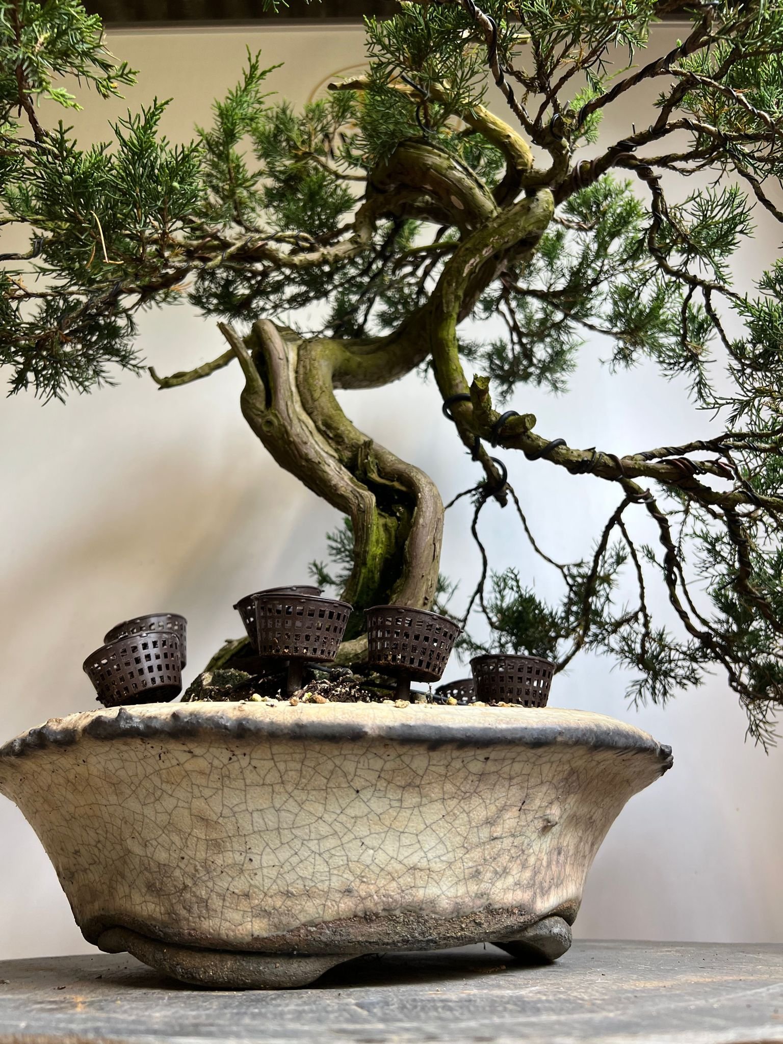 Way Of Life Bonsai Tree Juniper - FREE UK DELIVERY  Bonsai Trees For Sale  Online UK – Way Of Life Bonsai