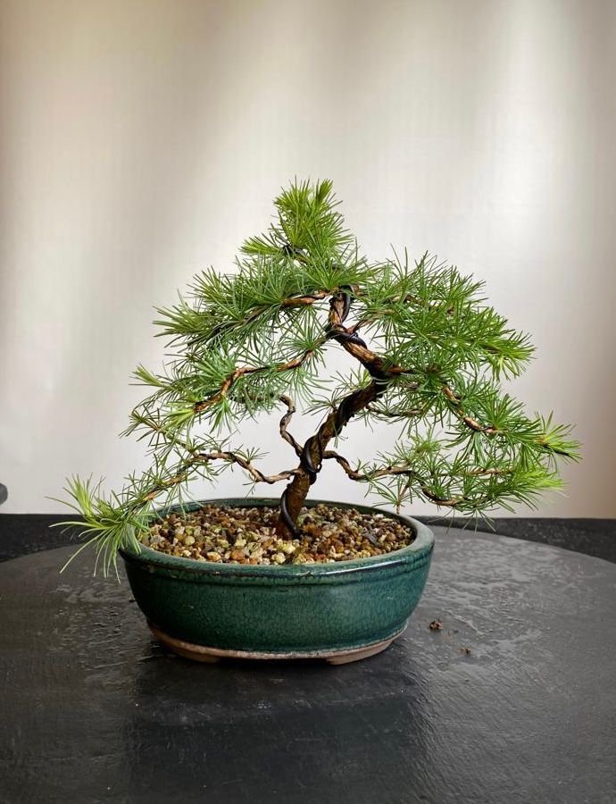 Way Of Life Bonsai Tree European Larch - FREE UK DELIVERY