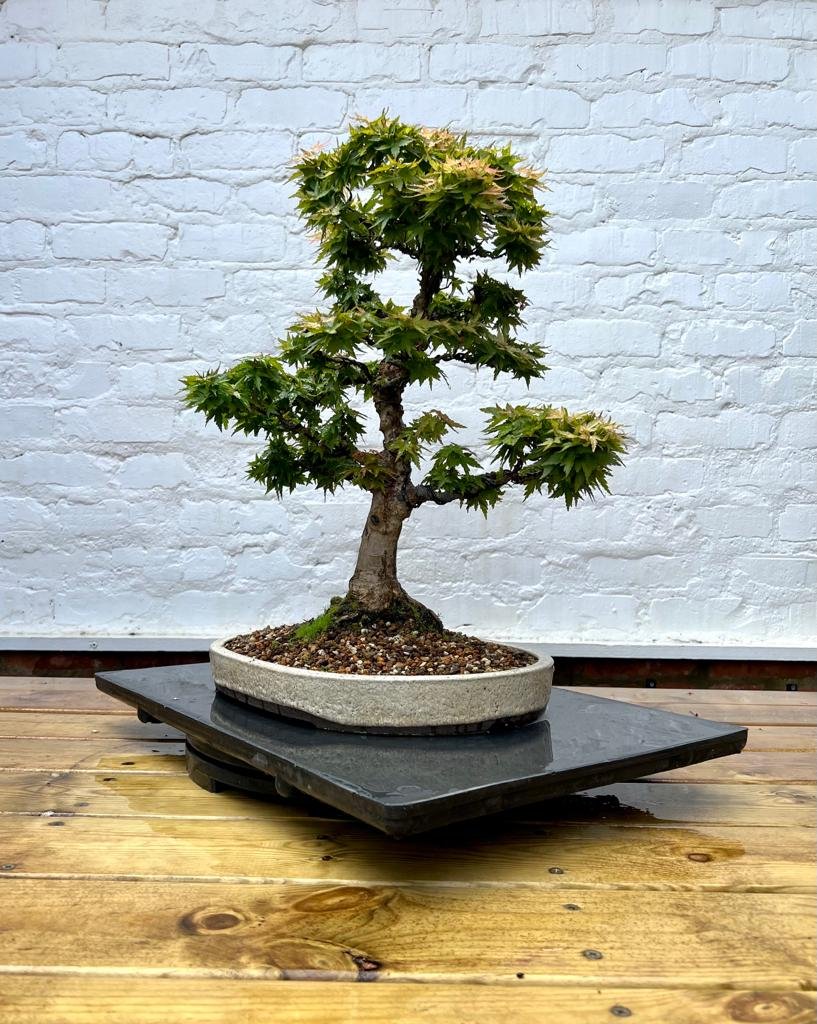Way Of Life Bonsai Tree Wild Collected Juniper - FREE UK DELIVERY