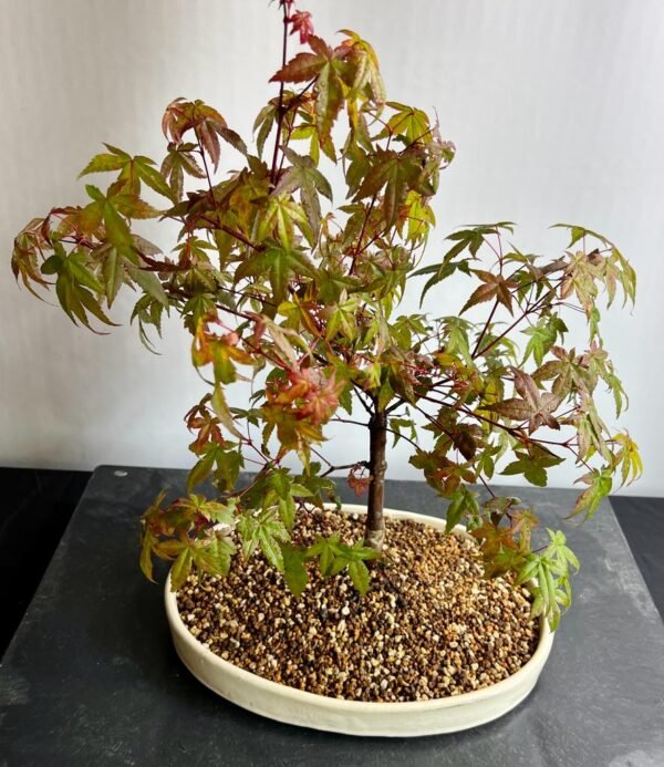 caring for trident maple