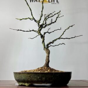 Kotohime maple bonsai tree for sale