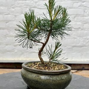 Hybrid Scots Pine Bonsai Tree