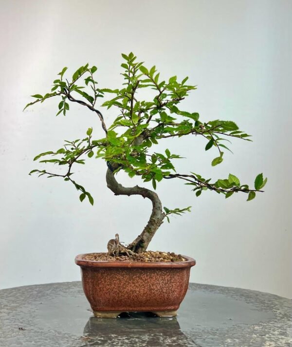 beginner's guide to bonsai - how to get started with bonsai tress in the uk