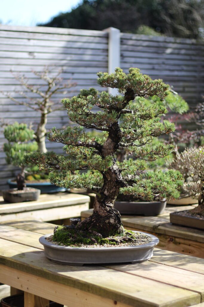 beginner's guide to bonsai