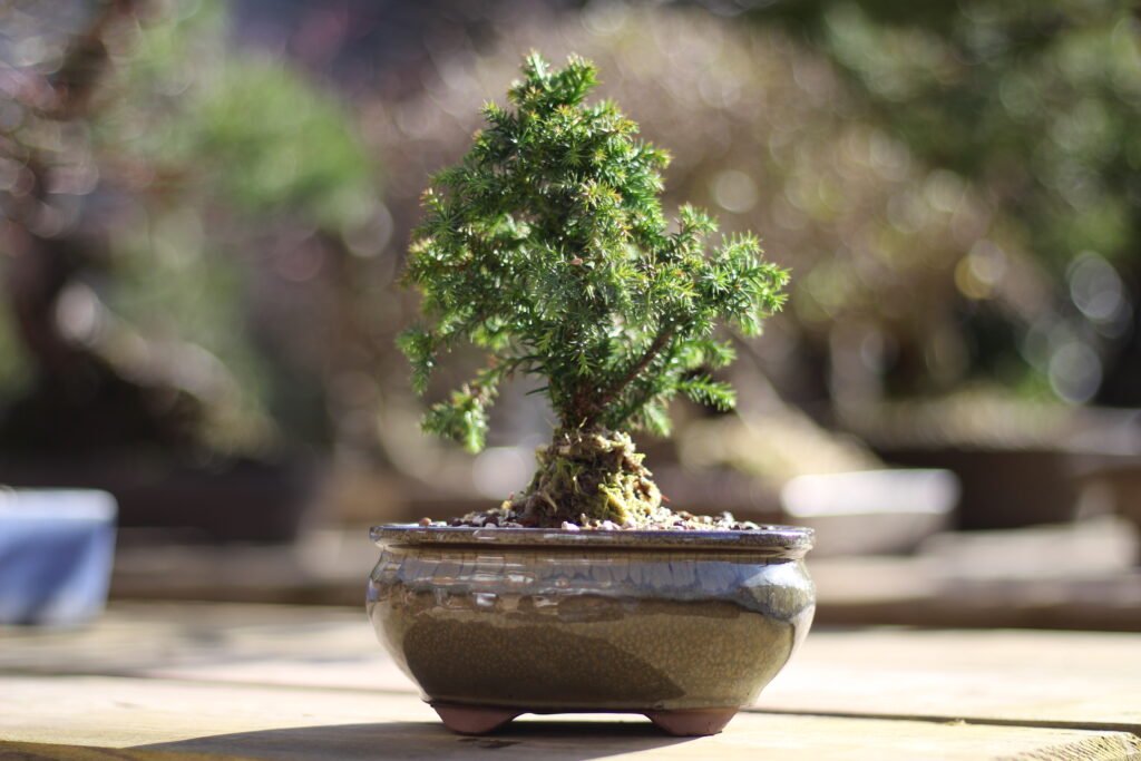 caring for bonsai
