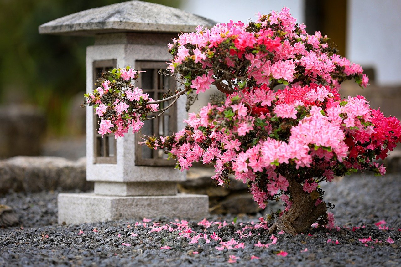 caring for azalea bonsai