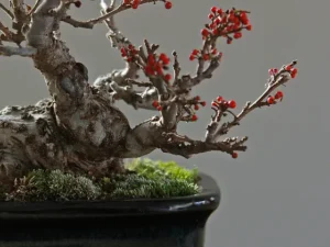 caring for japanese winterberry bonsai