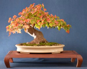 caring for trident maple bonsai