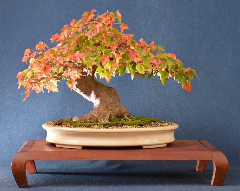 caring for trident maple bonsai