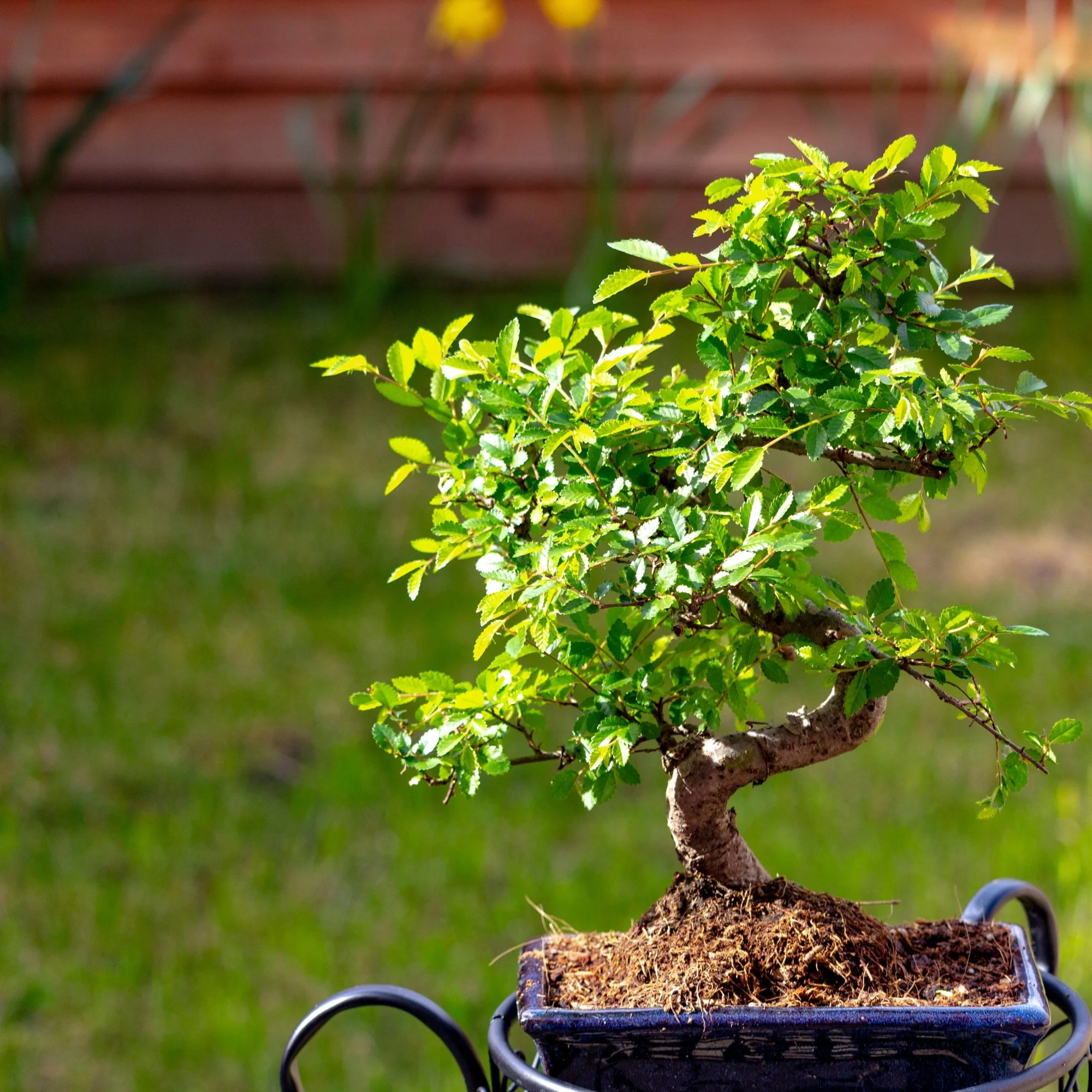 caring for Chinese Elm bonsai