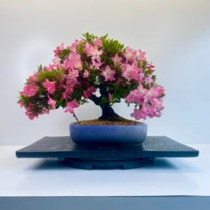 specimen Satsuki Azalea bonsai image in a Japanese Tokoname Hattori bonsai pot for sale