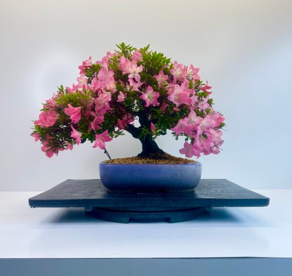 specimen Satsuki Azalea bonsai image in a Japanese Tokoname Hattori bonsai pot for sale