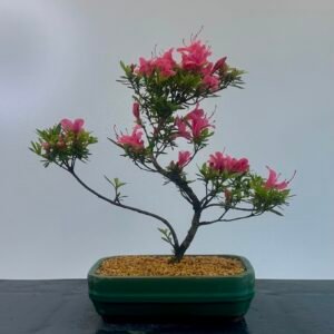 Satsuki Azalea Bonsai planted in a nice green glazed bonsai pot showing nice bright pink flowers.