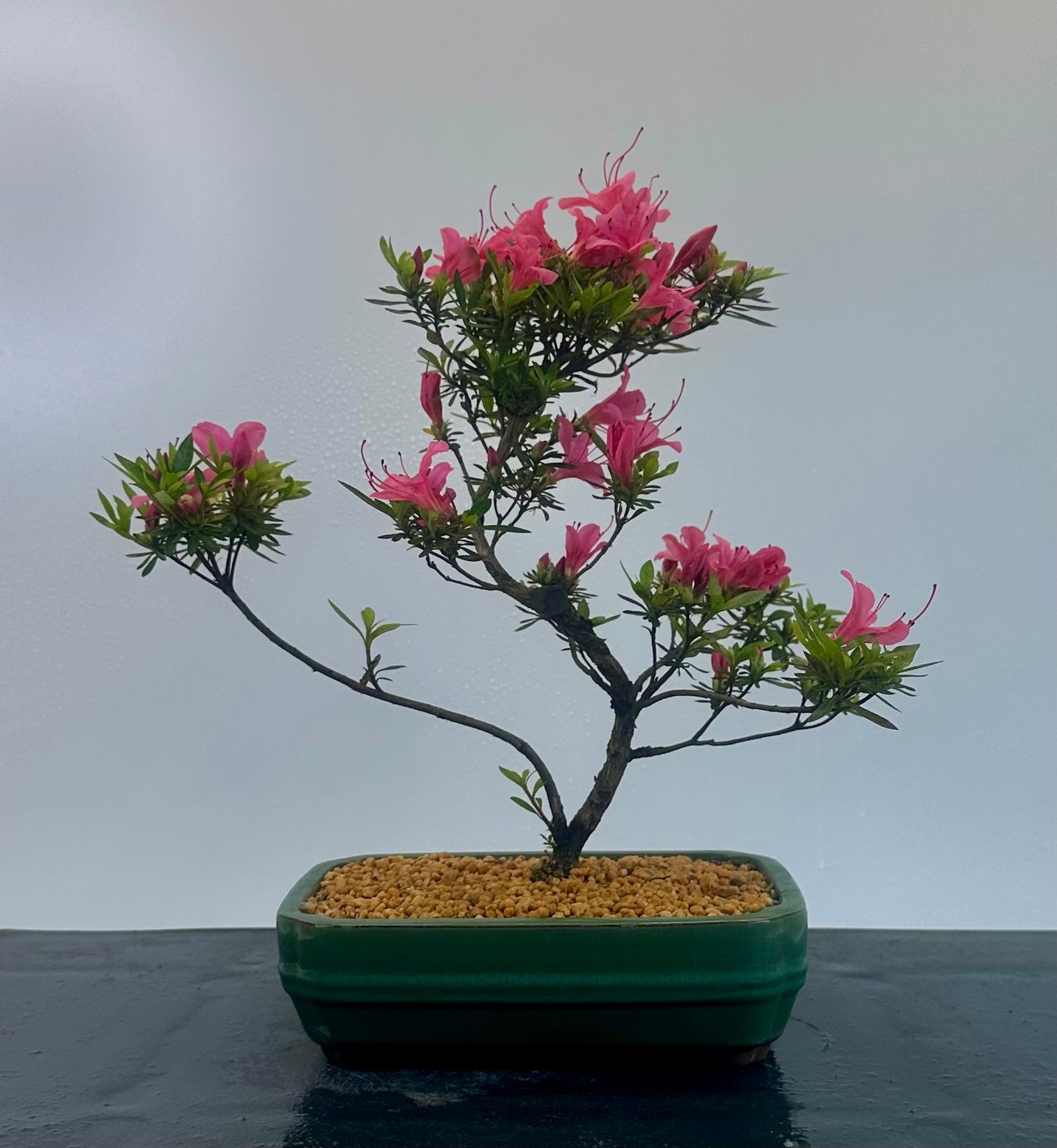 Satsuki Azalea Bonsai planted in a nice green glazed bonsai pot showing nice bright pink flowers.