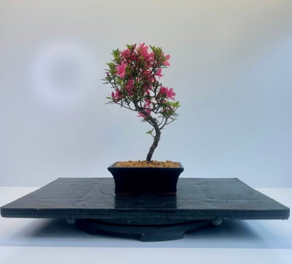 Satsuki Azalea Bonsai Tree - Image 2