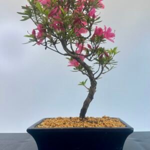 A beautiful elegant Satsuki azalea bonsai tree planted in a nice blue glazed bonsai pot showing nice pink flowers.