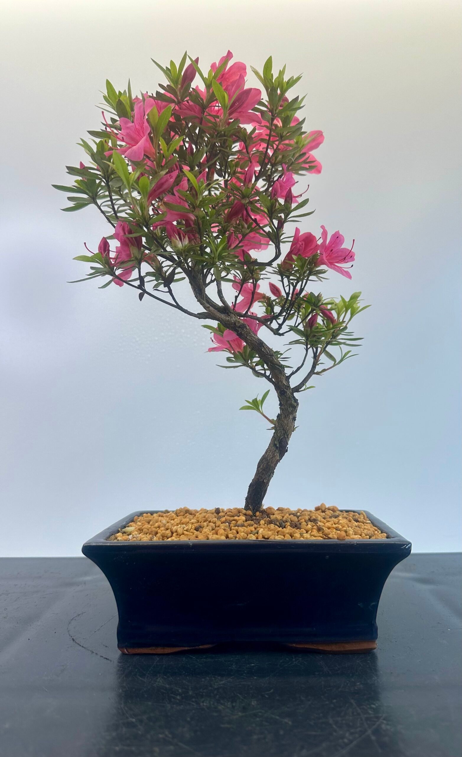 A beautiful elegant Satsuki azalea bonsai tree planted in a nice blue glazed bonsai pot showing nice pink flowers.