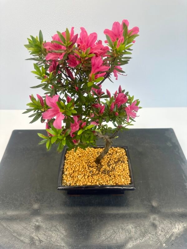 Satsuki Azalea Bonsai Tree - Image 4