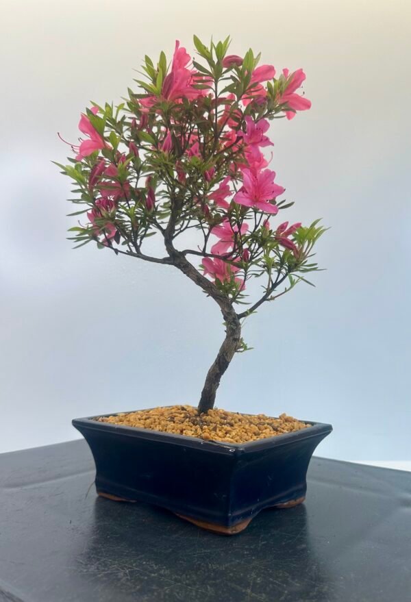 Satsuki Azalea Bonsai Tree - Image 5