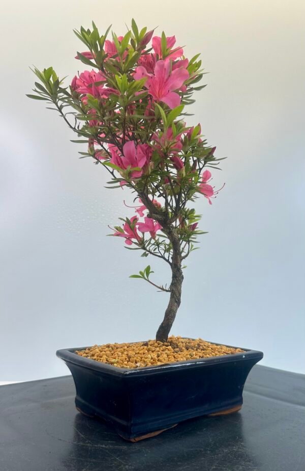 Satsuki Azalea Bonsai Tree - Image 6