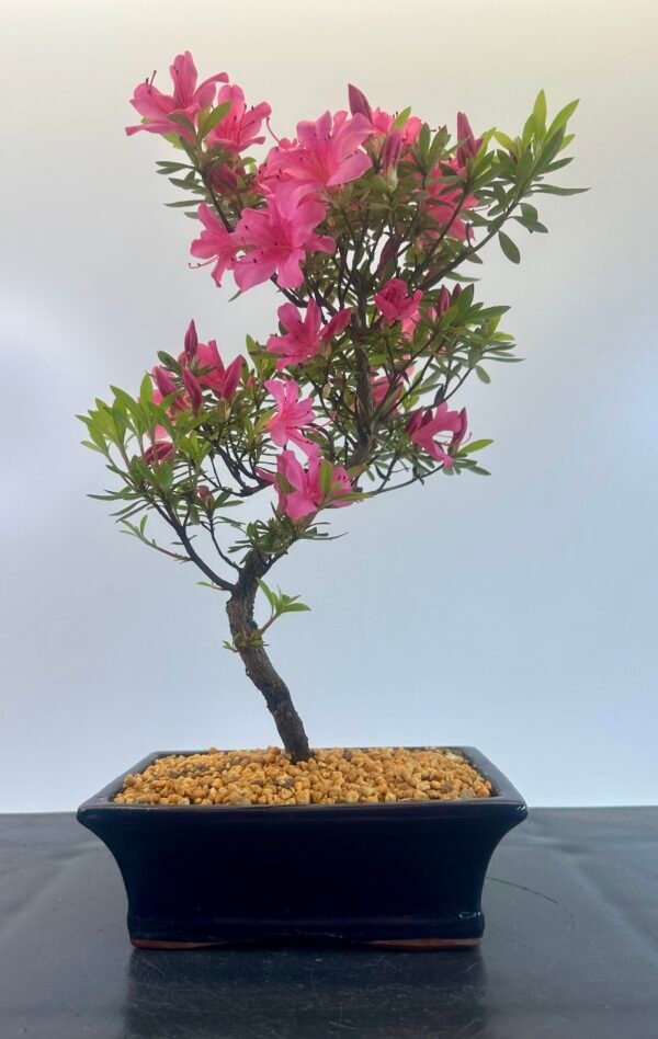 Satsuki Azalea Bonsai Tree - Image 7