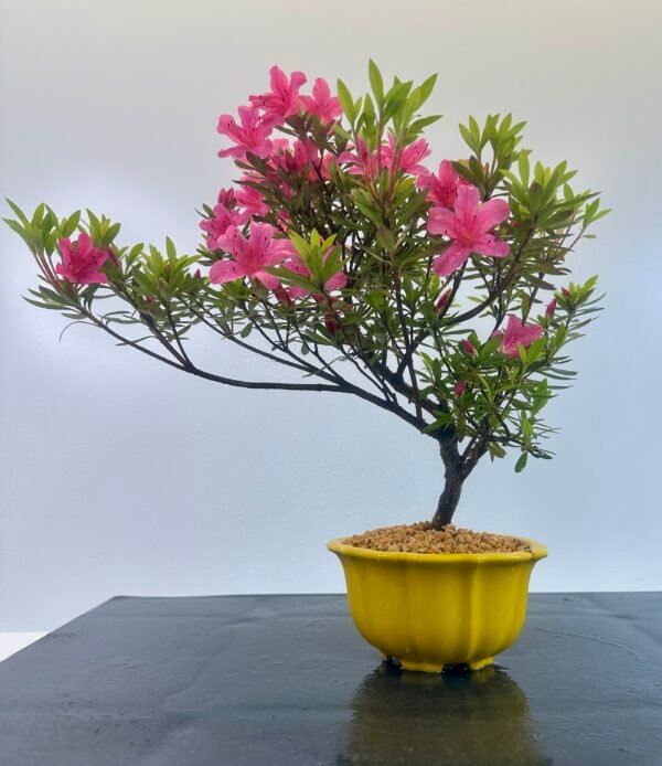 beautiful Satsuki Azalea Bonsai tree in a old Chinese Yixing bonsai pot. perfect for gifts with its seasonal flowers for Sale