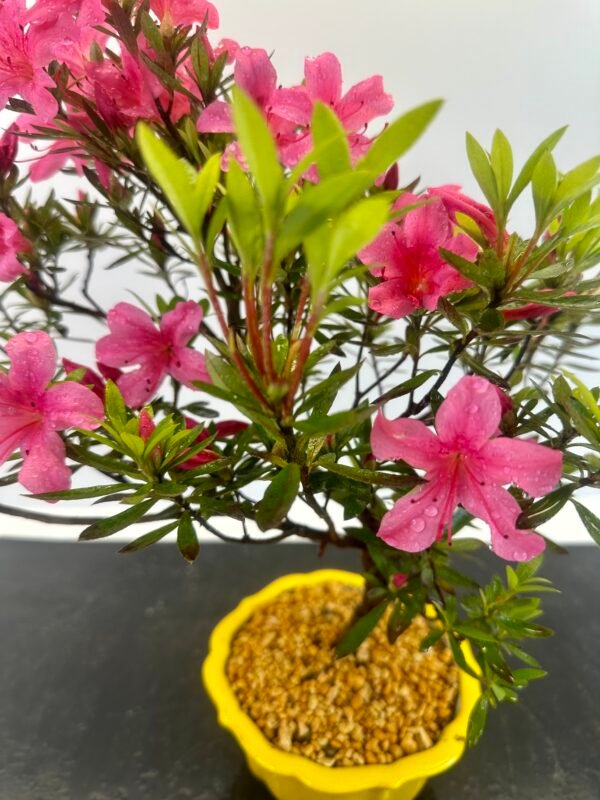 beautiful Satsuki Azalea Bonsai tree in a old Chinese Yixing bonsai pot. perfect for gifts with its seasonal flowers for sale