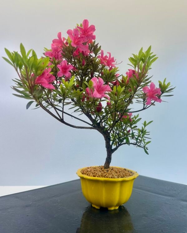 beautiful Satsuki Azalea Bonsai tree in a old Chinese Yixing bonsai pot. perfect for gifts with its seasonal flowers for sale