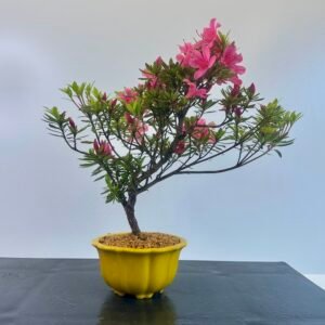 beautiful Satsuki Azalea Bonsai tree in a old Chinese Yixing bonsai pot. perfect for gifts with its seasonal flowers for Sale