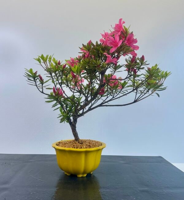 beautiful Satsuki Azalea Bonsai tree in a old Chinese Yixing bonsai pot. perfect for gifts with its seasonal flowers for Sale