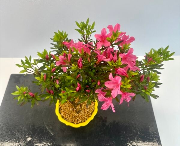 beautiful Satsuki Azalea Bonsai tree in a old Chinese Yixing bonsai pot. perfect for gifts with its seasonal flowers for Sale