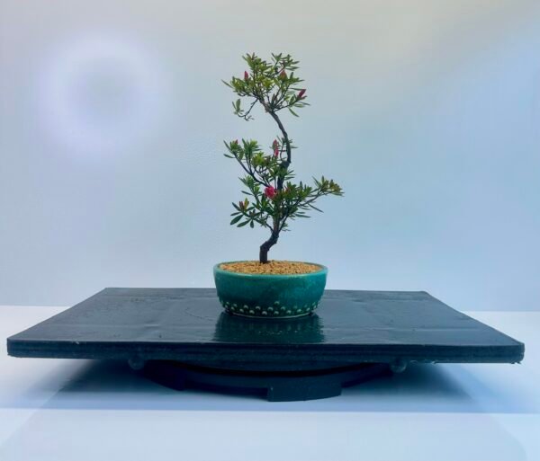 beautiful Satsuki Azalea Bonsai tree in a old Chinese Yixing bonsai pot. perfect for gifts with its seasonal flowers for Sale