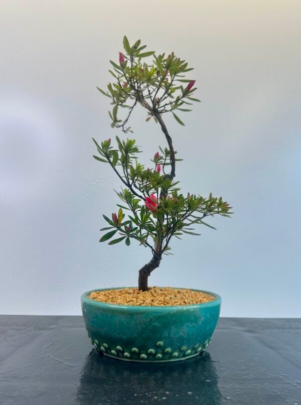 beautiful Satsuki Azalea Bonsai tree in a old Chinese Yixing bonsai pot. perfect for gifts with its seasonal flowers for Sale