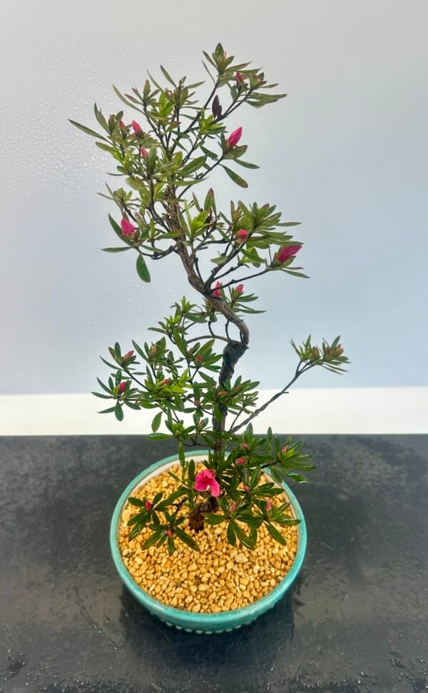 beautiful Satsuki Azalea Bonsai tree in a old Chinese Yixing bonsai pot. perfect for gifts with its seasonal flowers for Sale