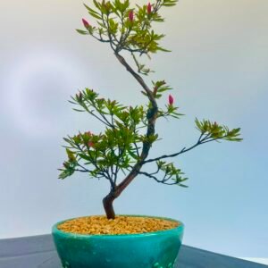 beautiful Satsuki Azalea Bonsai tree in a old Chinese Yixing bonsai pot. perfect for gifts with its seasonal flowers for Sale