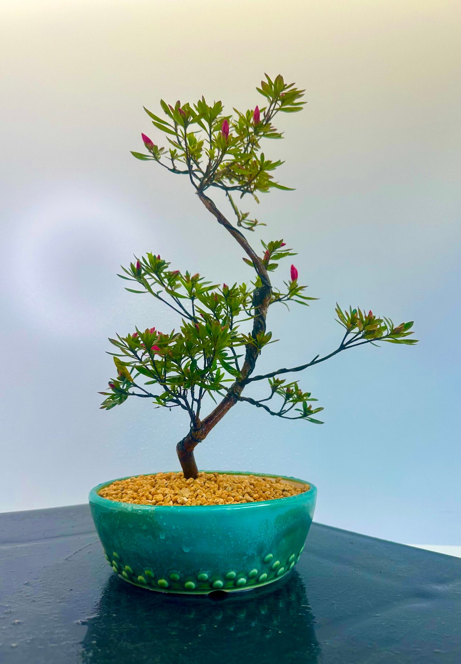 beautiful Satsuki Azalea Bonsai tree in a old Chinese Yixing bonsai pot. perfect for gifts with its seasonal flowers for Sale