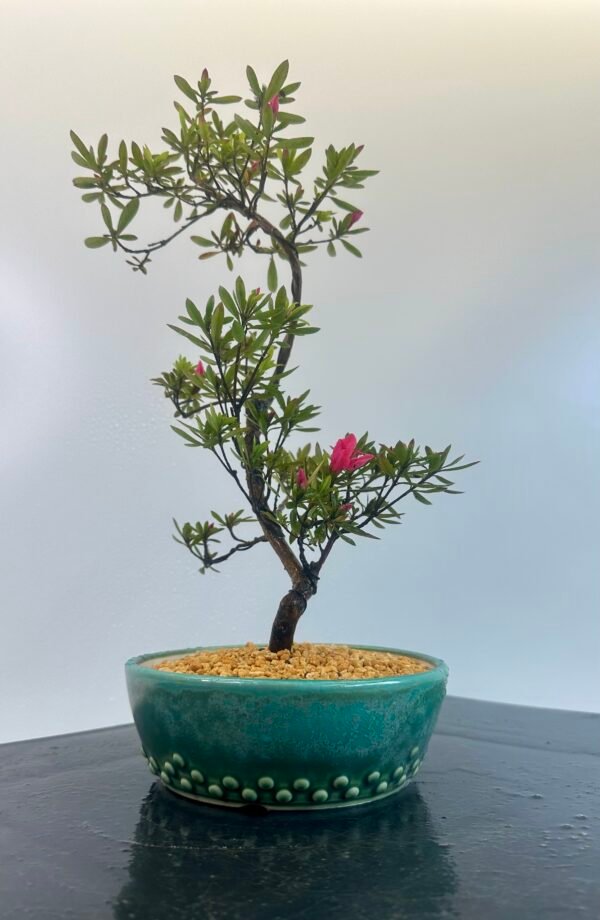 beautiful Satsuki Azalea Bonsai tree in a old Chinese Yixing bonsai pot. perfect for gifts with its seasonal flowers for Sale