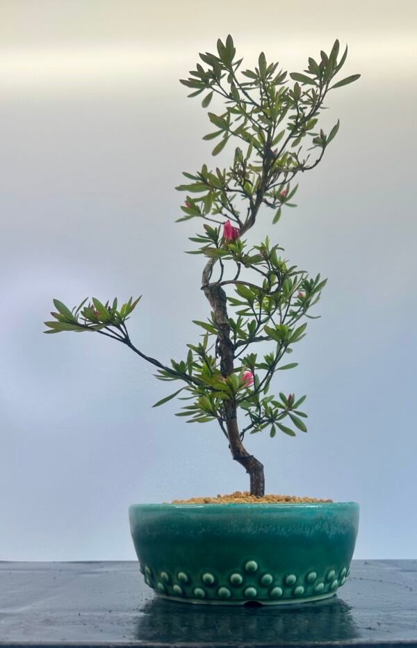 beautiful Satsuki Azalea Bonsai tree in a old Chinese Yixing bonsai pot. perfect for gifts with its seasonal flowers for Sale