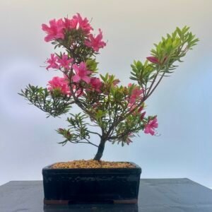 a beautiful Satsuki Azalea Bonsai tree in a old Chinese Yixing bonsai pot. perfect for gifts with its seasonal flowers for Sale