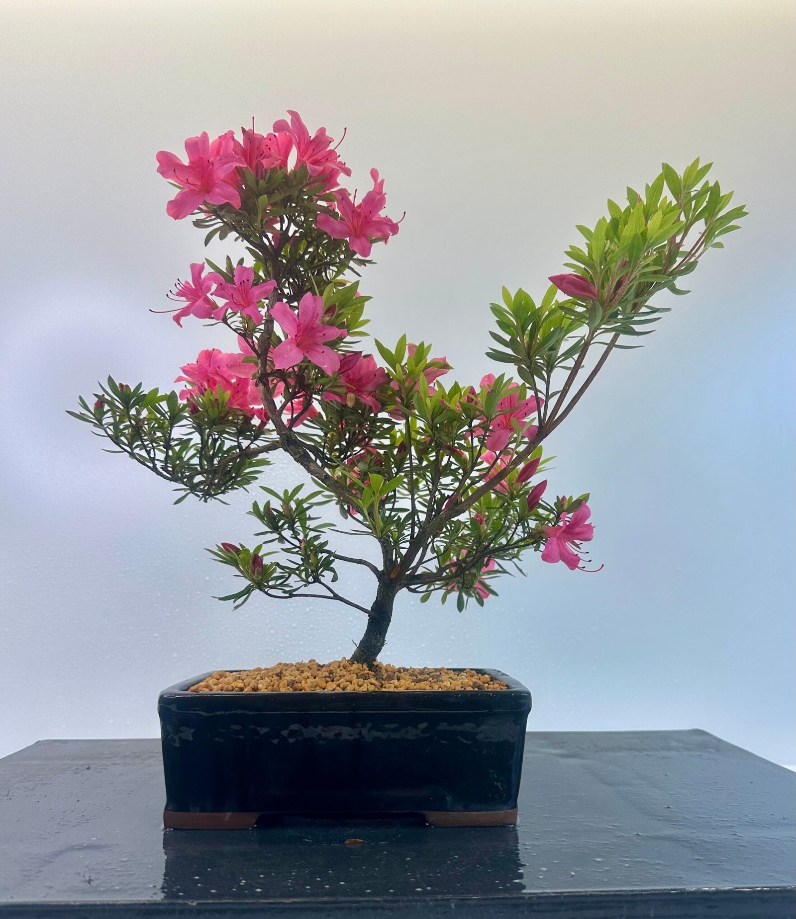 a beautiful Satsuki Azalea Bonsai tree in a old Chinese Yixing bonsai pot. perfect for gifts with its seasonal flowers for Sale