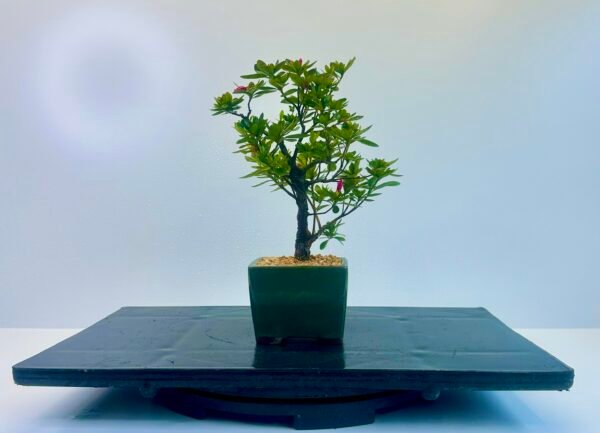 a beautiful Satsuki Azalea Bonsai tree in a old Chinese Yixing bonsai pot. perfect for gifts with its seasonal flowers for Sale