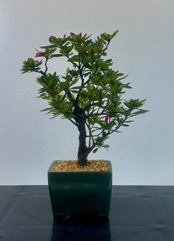 a beautiful Satsuki Azalea Bonsai tree in a old Chinese Yixing bonsai pot. perfect for gifts with its seasonal flowers for Sale